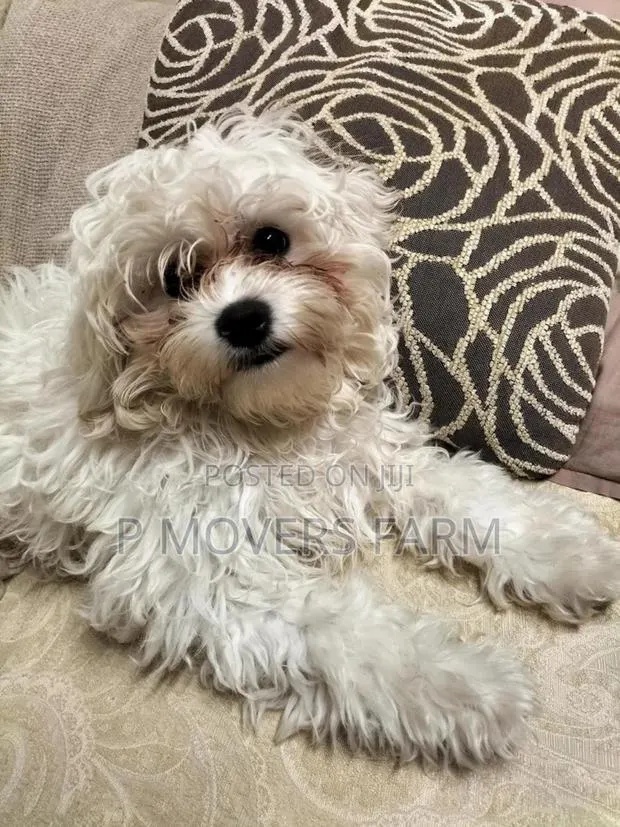 1-3 months Male Purebred Bichon Frise · Photo 1