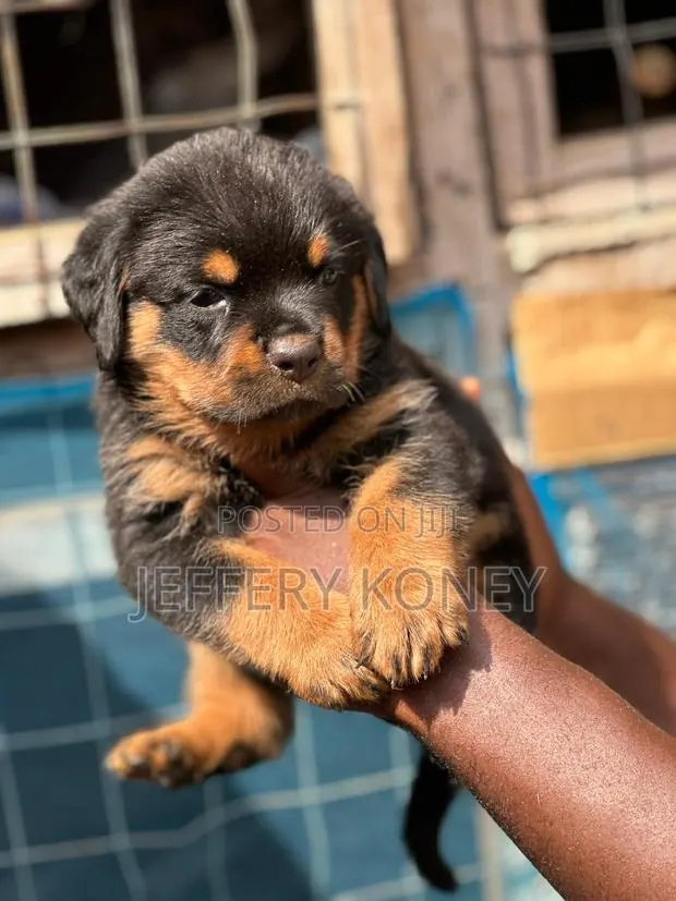 1-3 months Female Purebred Rottweiler · Photo 1
