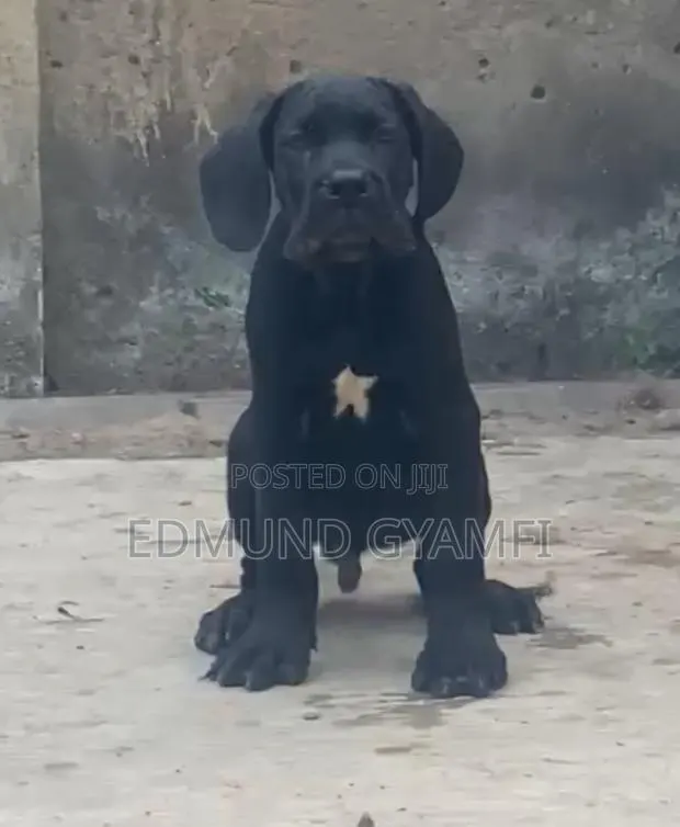 1-3 months Male Purebred Cane Corso · Photo 1