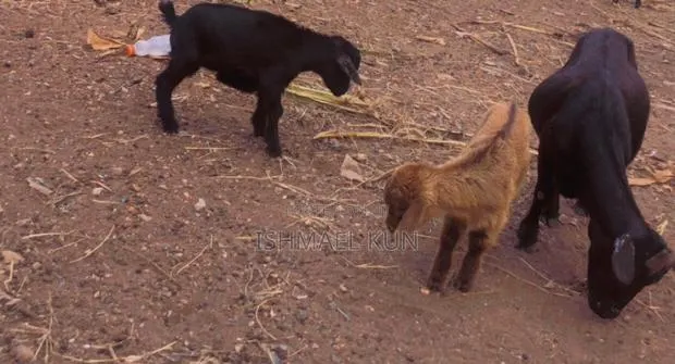 Matured Mother Goat With Two Kids For Sale. · Photo 1
