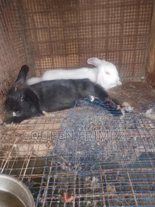 Ready to Crossed Rabbits · Photo 3