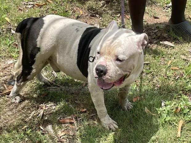 1+ year Male Purebred American Bully · Photo 1
