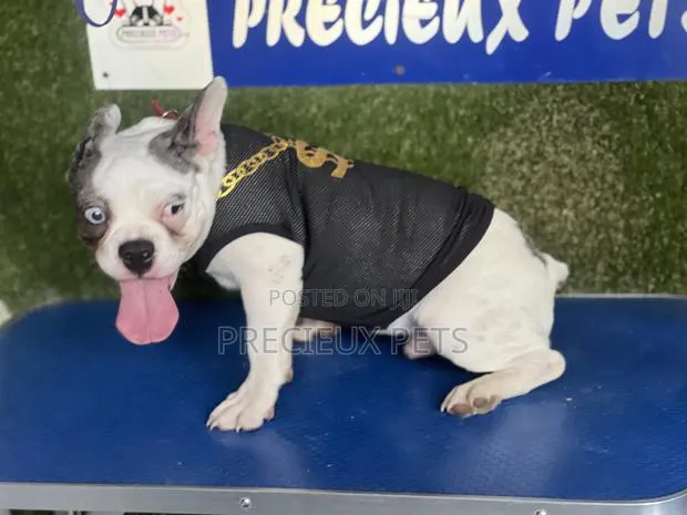 Toy Dog Clothing- New Stock -2025-0 02742820 · Photo 1