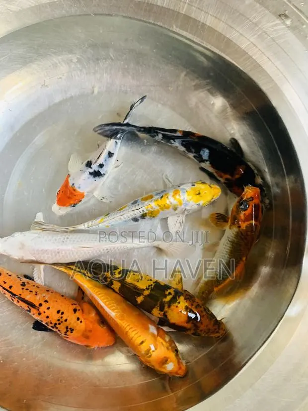 Jumbo Koi Fishes · Photo 1