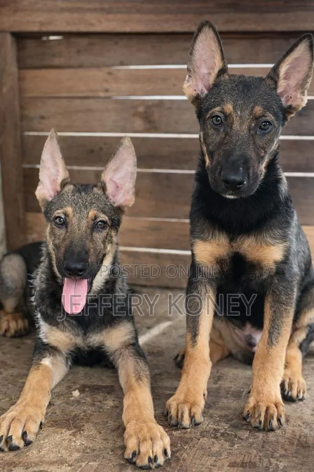 1-3 months Male Purebred German Shepherd · Photo 1
