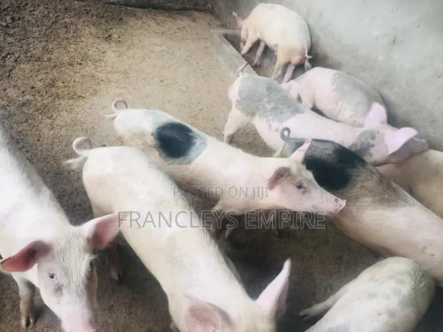 34cedis Per Life Weight.All Weight 35-180kg.Dressing Fee 60-150cedis · Photo 1