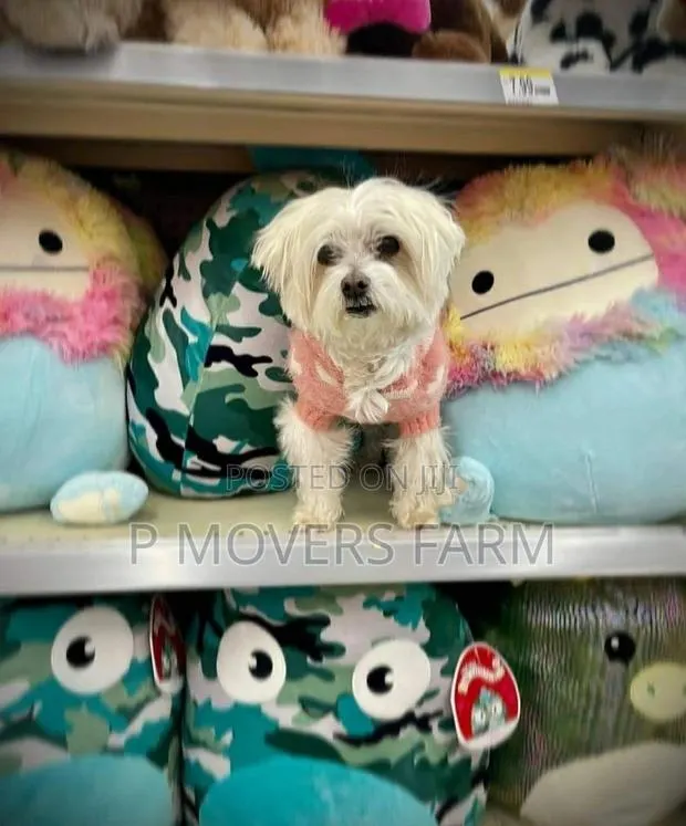 1-3 months Male Purebred Maltese · Photo 1