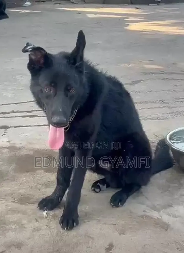 6-12 months Male Purebred German Shepherd · Photo 1