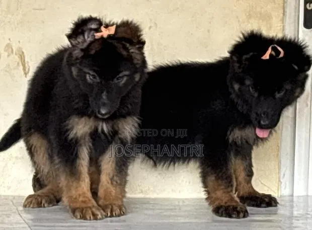 1-3 months Male Purebred German Shepherd · Photo 1