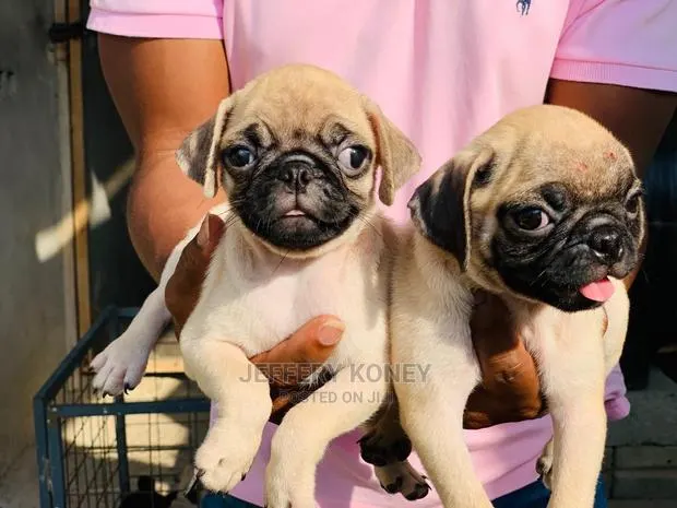 1-3 months Male Purebred Pug