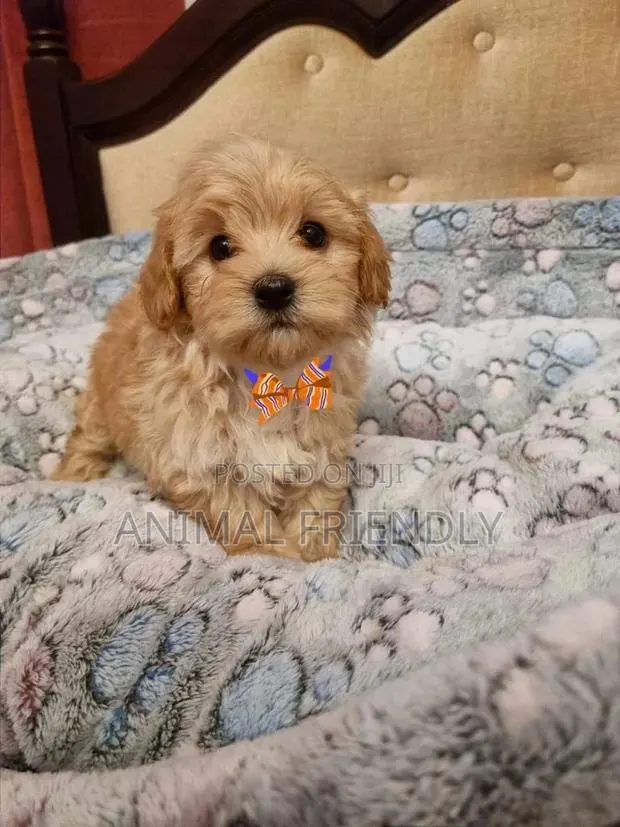 1-3 months Male Purebred Poodle · Photo 1