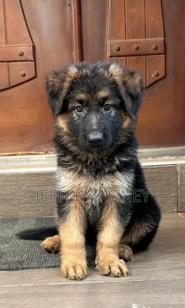 1-3 months Female Purebred German Shepherd · Photo 1
