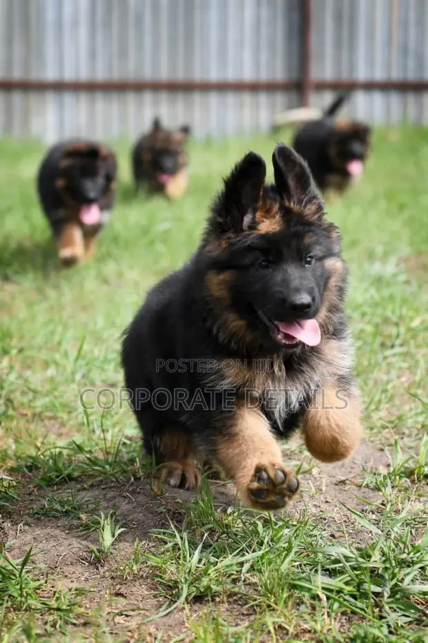 1-3 months Male Purebred German Shepherd · Photo 1
