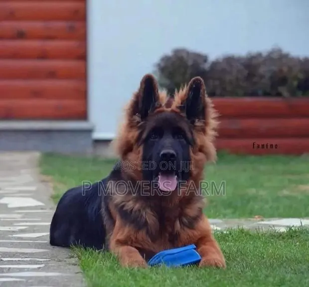 1-3 months Male Purebred German Shepherd · Photo 1