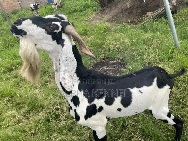 Chad Breed Goat · Photo 1