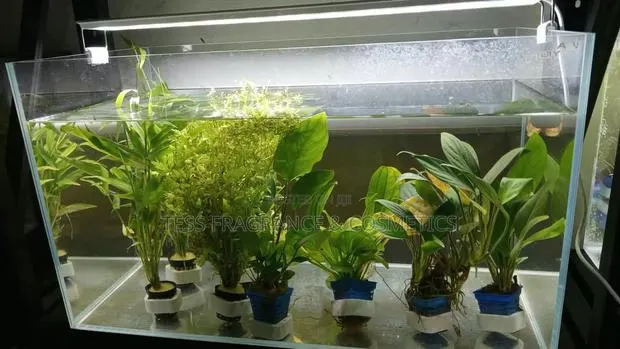 Java Moss Plant · Photo 1
