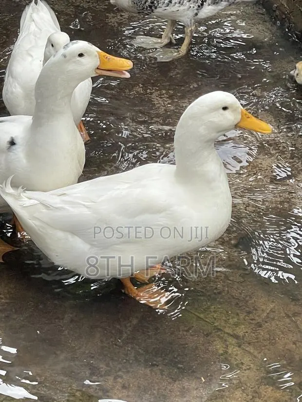 Matured Male Perkins · Photo 1