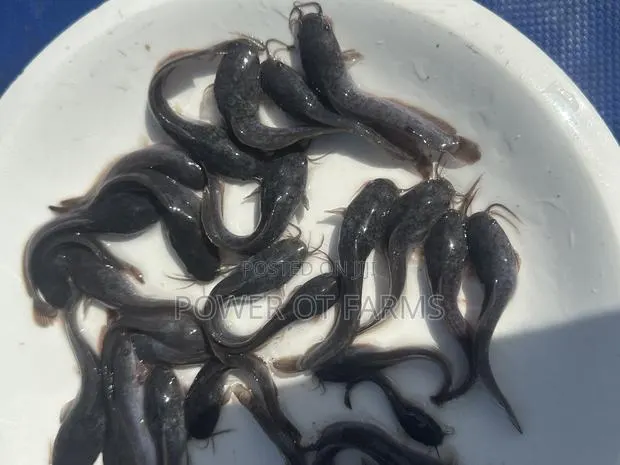 Juveniles Catfish · Photo 1