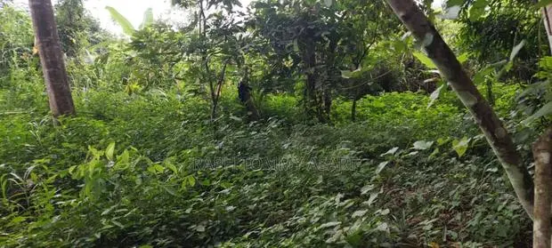 Farmland at Kwabere Kasaam for Sale · Photo 1