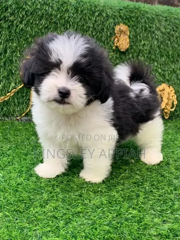 1-3 months Female Purebred Poodle · Photo 1