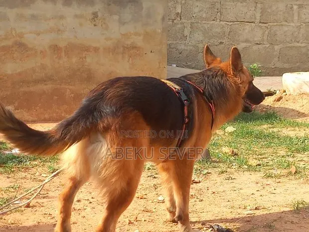2+ Year Male Purebred German Shepherd for Crossing Services · Photo 1