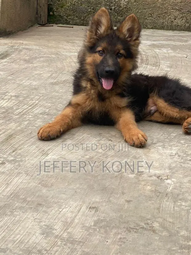 1-3 months Male Purebred German Shepherd · Photo 1