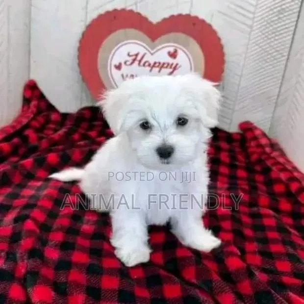 1-3 months Male Purebred Poodle · Photo 1