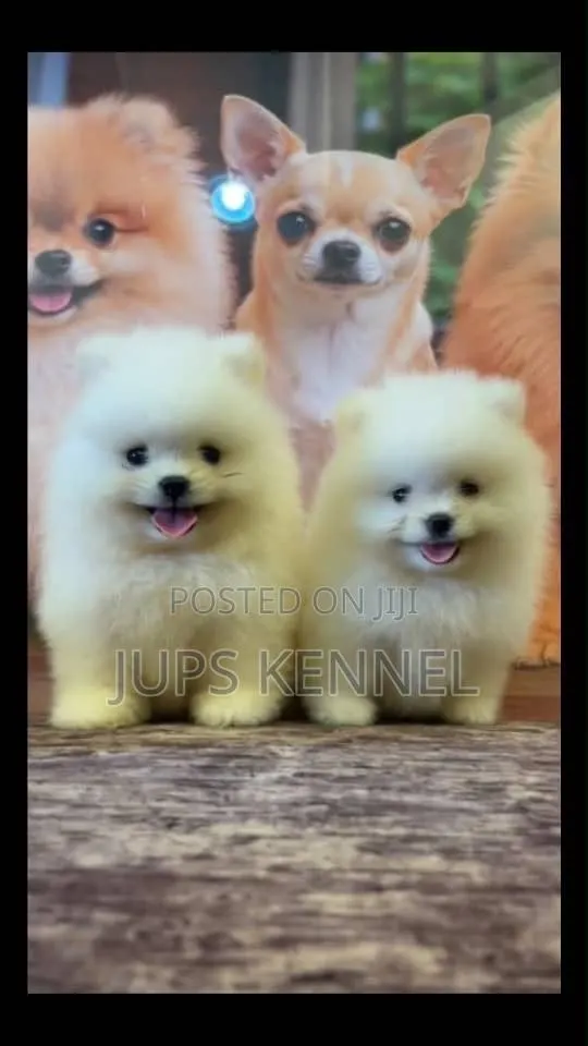 1-3 months Female Purebred Pomeranian · Photo 1