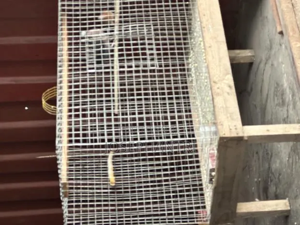 Birds Cages and Bush Traps · Photo 1