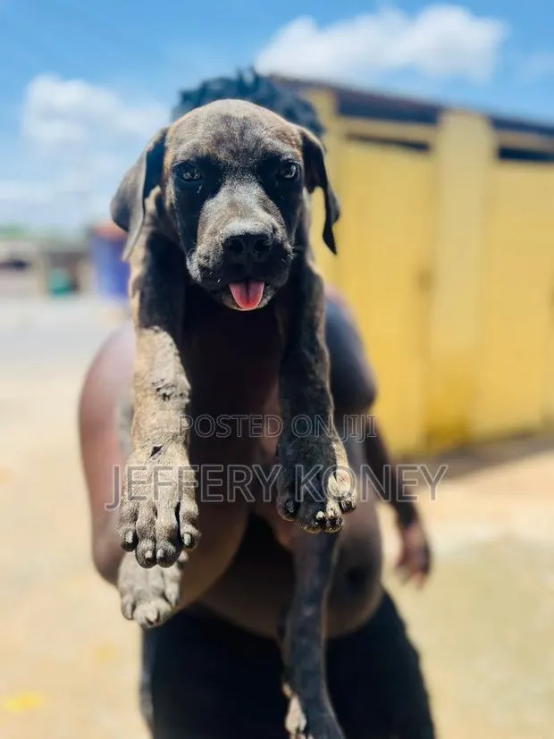 1-3 months Male Purebred Boerboel · Photo 1