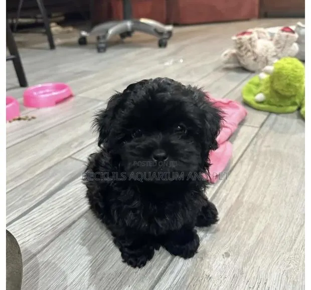 1-3 months Female Purebred Maltese · Photo 1