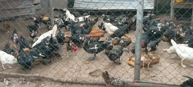 Matured Male and Female Muscovy Ducks for Sale · Photo 1