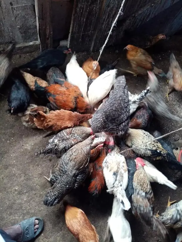 Local Chickens · Photo 2