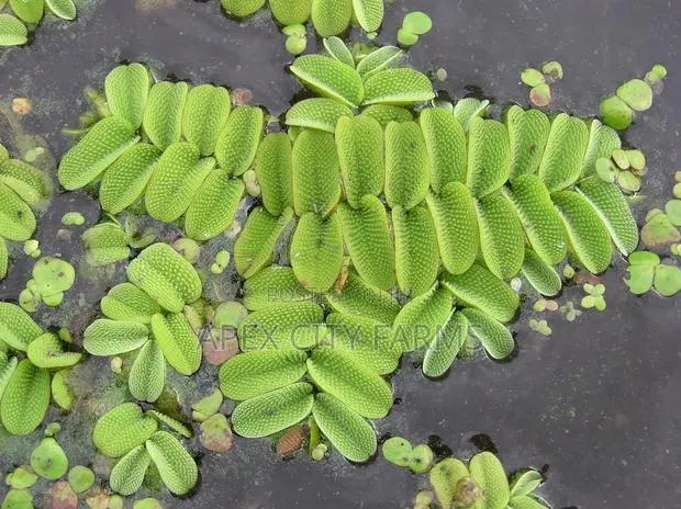 Live Salvinia (Water Spangles ) for Aquarium · Photo 1