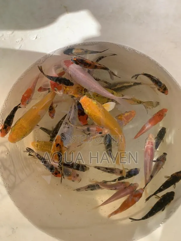 Aquarium Fishes · Photo 1
