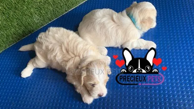 1-3 months Male Purebred Poodle · Photo 1