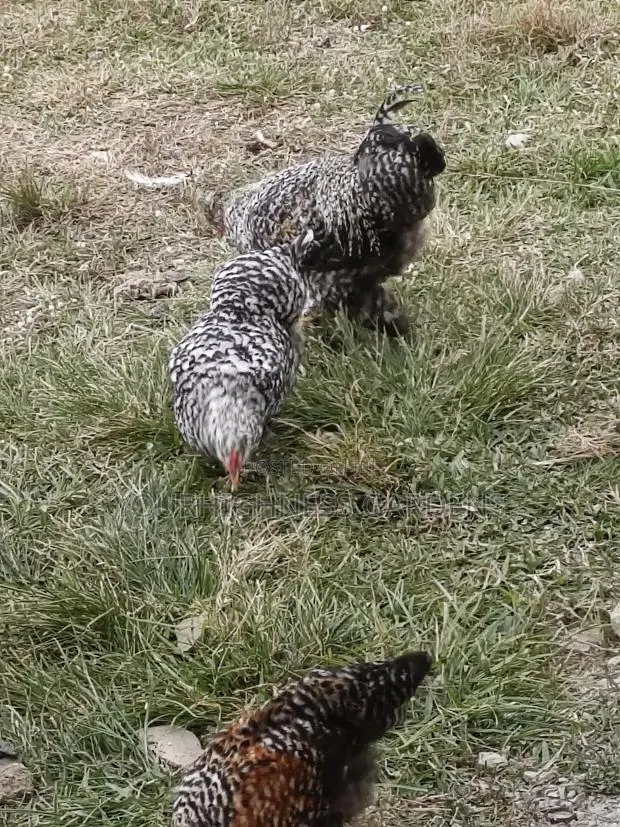 Hybrid Chicken Eggs · Photo 1