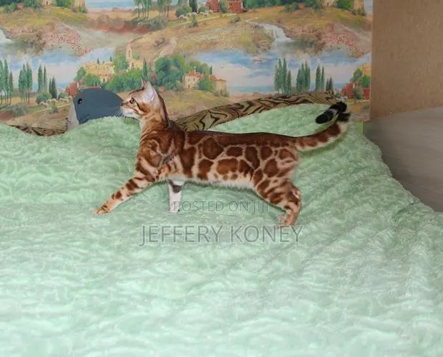 1-3 months Male Purebred Bengal · Photo 1
