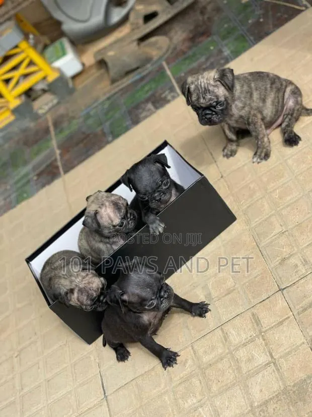 1-3 months Male Purebred Pug · Photo 1