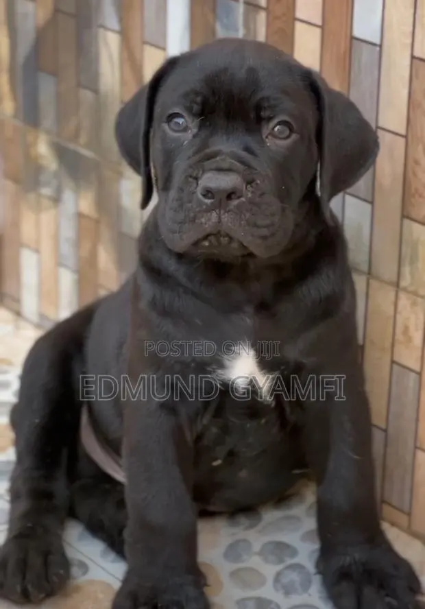 1-3 months Male Purebred Boerboel · Photo 1