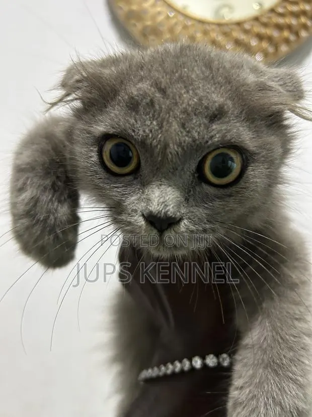 1-3 months Male Purebred Scottish Fold · Photo 1
