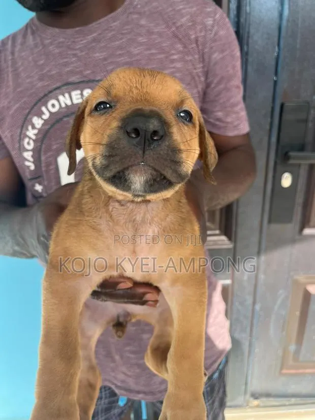 1-3 months Female Purebred Boerboel · Photo 2