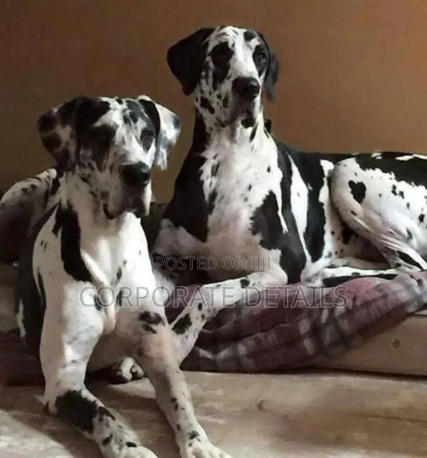 1-3 months Male Purebred Great Dane · Photo 1