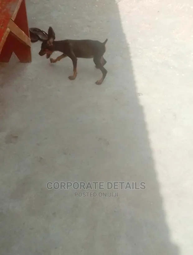 1-3 months Female Purebred Doberman Pinscher · Photo 1