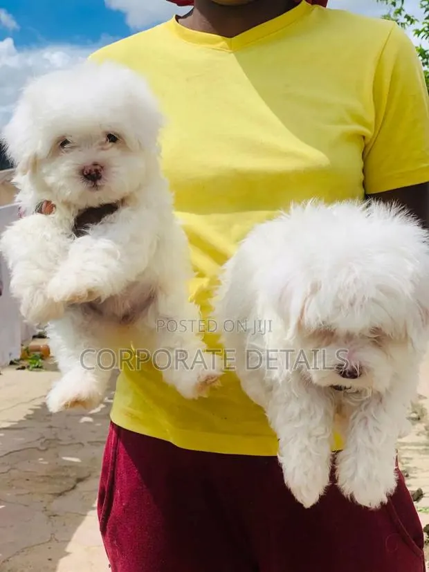 1-3 months Female Purebred Maltese · Photo 1