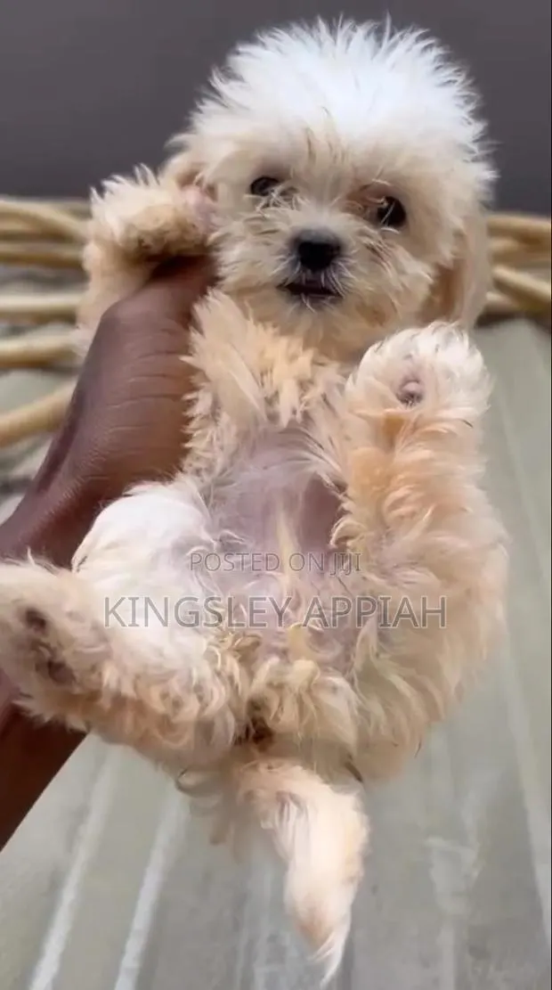 1-3 months Female Purebred Poodle · Photo 1