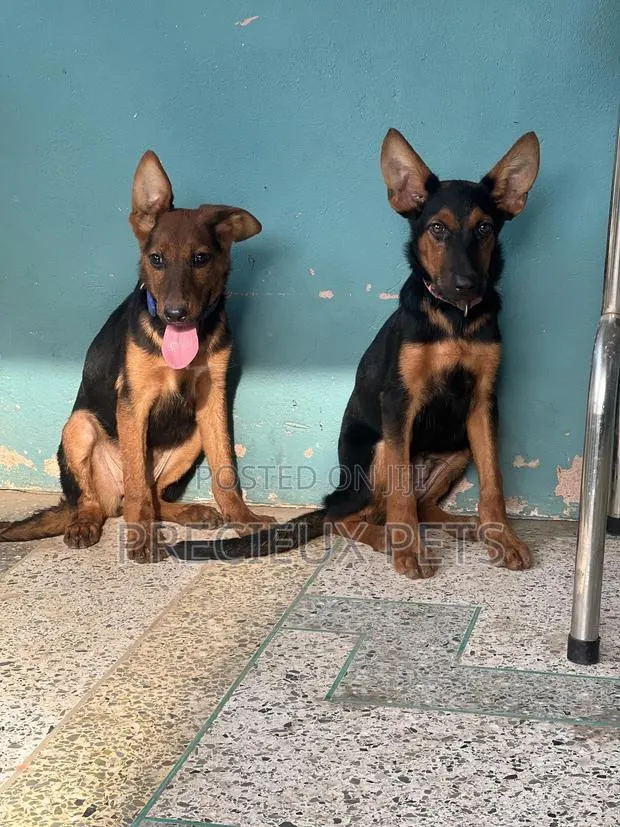 1-3 months Female Purebred German Shepherd · Photo 1