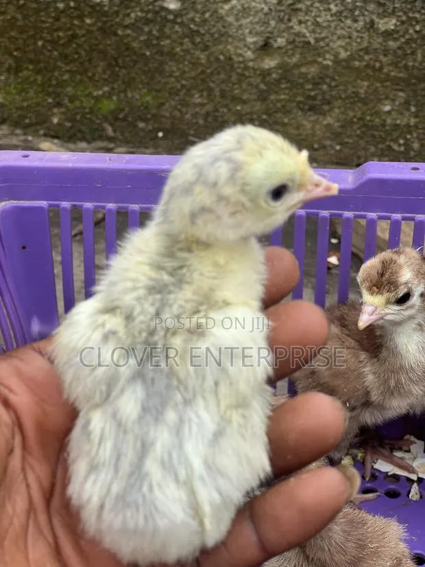 Dayold Blueslate Turkey · Photo 1