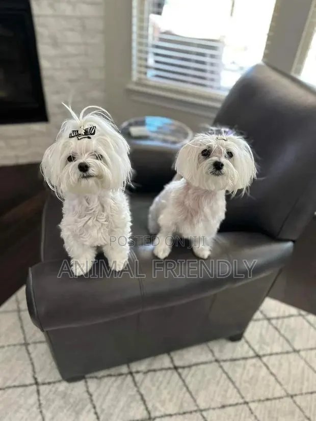 1-3 months Male Purebred Maltese · Photo 1