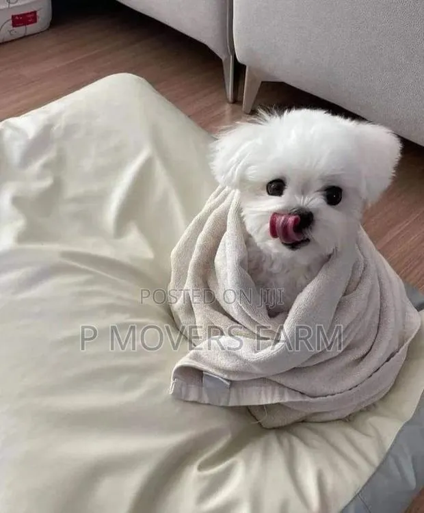 1-3 months Male Purebred Maltese · Photo 1